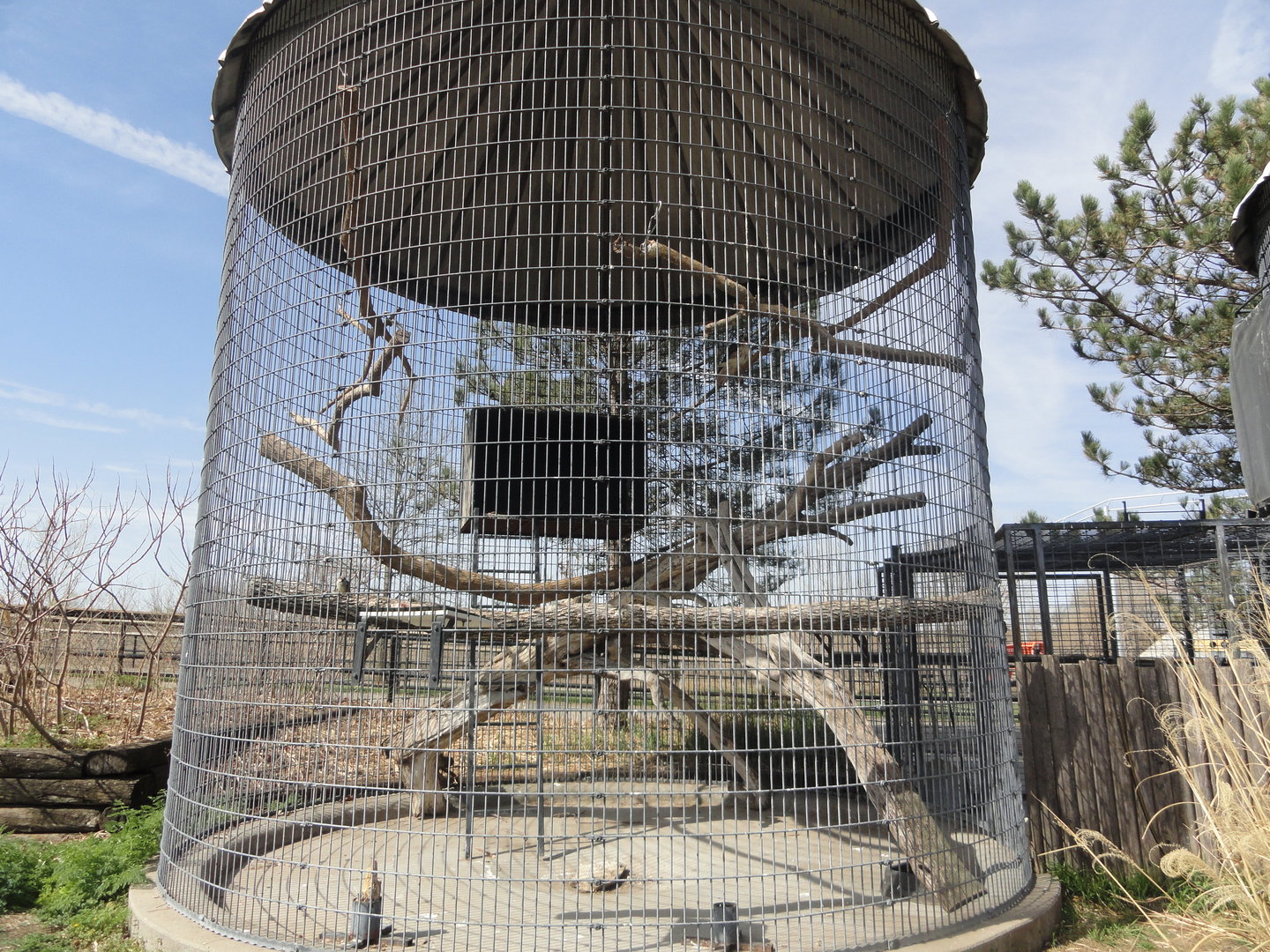 Red Tailed Hawk Exhibit
