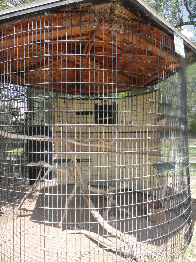 Red-tailed Hawk Exhibit
