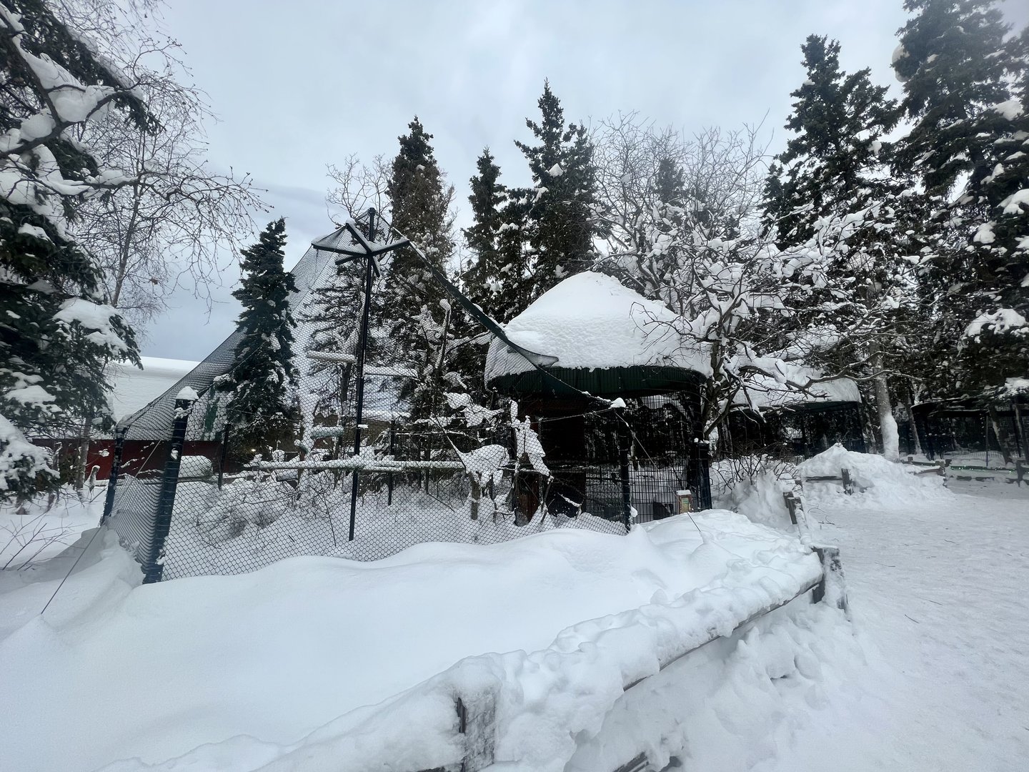Red-Tailed Hawk Exhibit