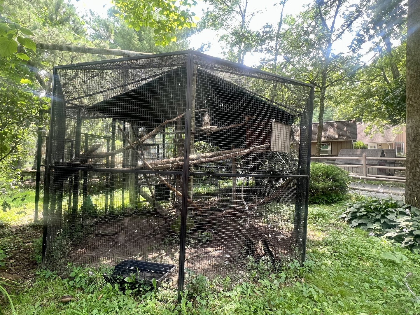 Red-Tailed Hawk Exhibit