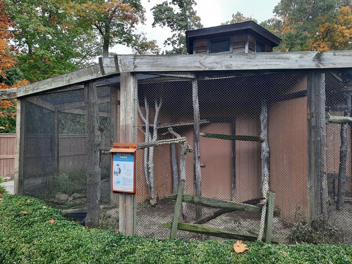 Red Tailed Hawk Exhibit