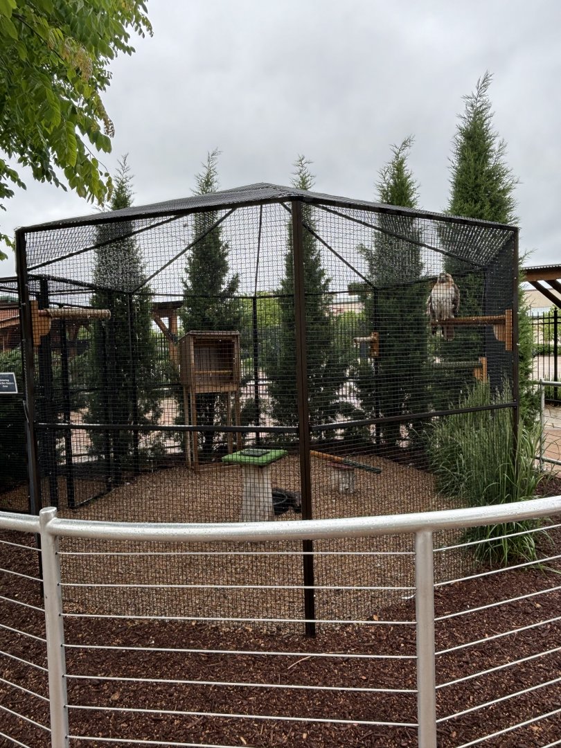 Red-Tailed Hawk Exhibit