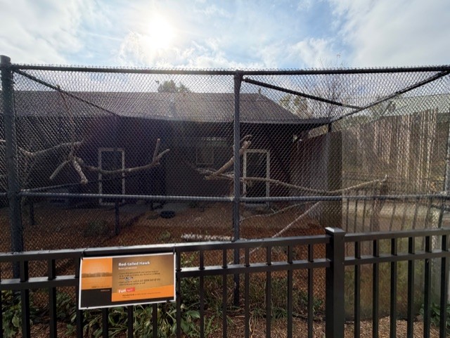 red tailed hawk exhibit