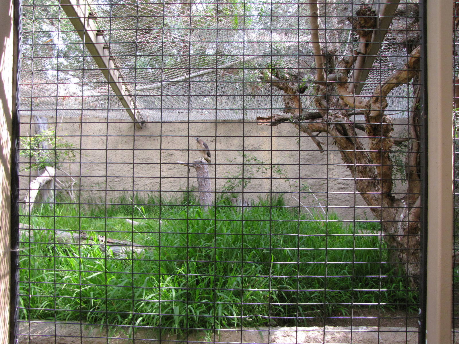 Red-tailed Hawk Exhibit