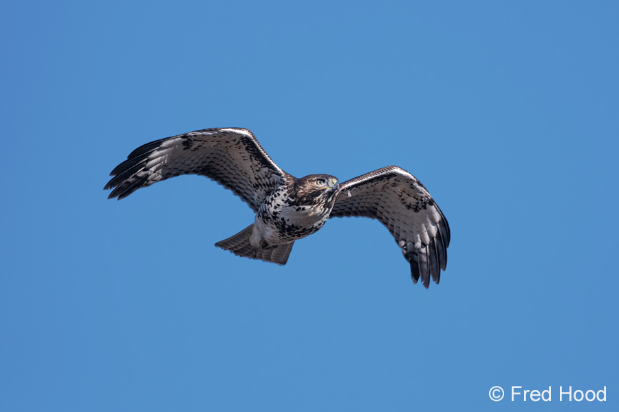 red tailed hawk in flight