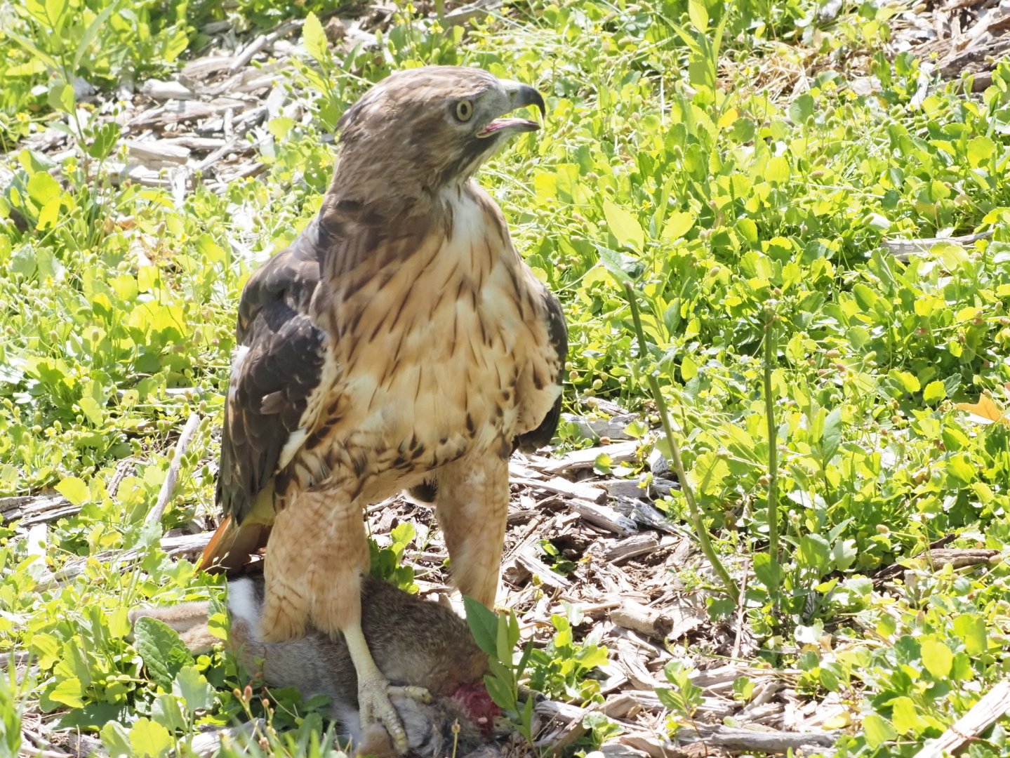 Red-Tailed Hawk on Desert Cottontail Kill (Both Wild) 1