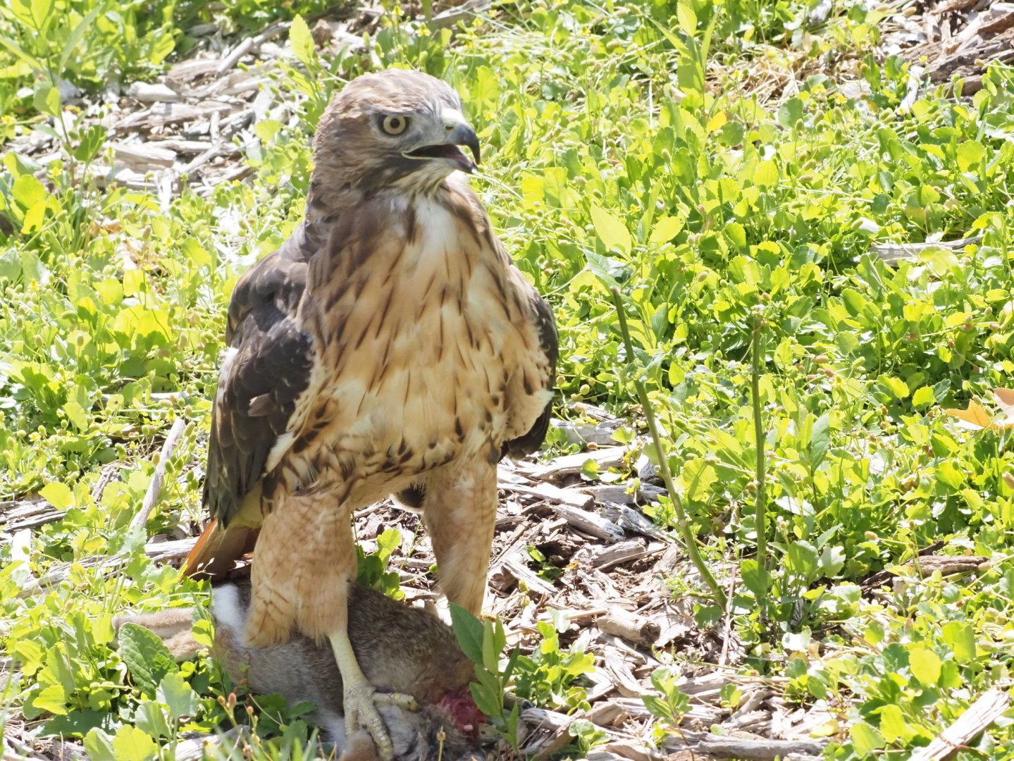 Red-Tailed Hawk on Desert Cottontail Kill (Both Wild) 2