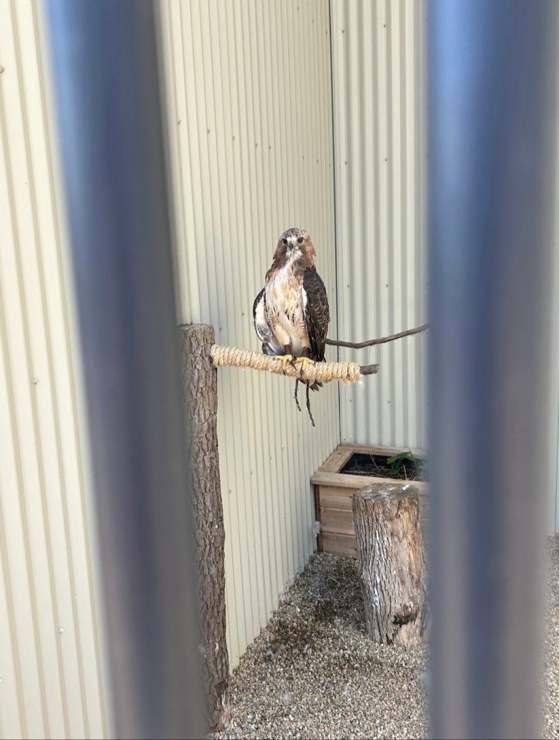 Red-Tailed Hawk (Outdoor Discovery Center, Holland, MI, 8/8/25)