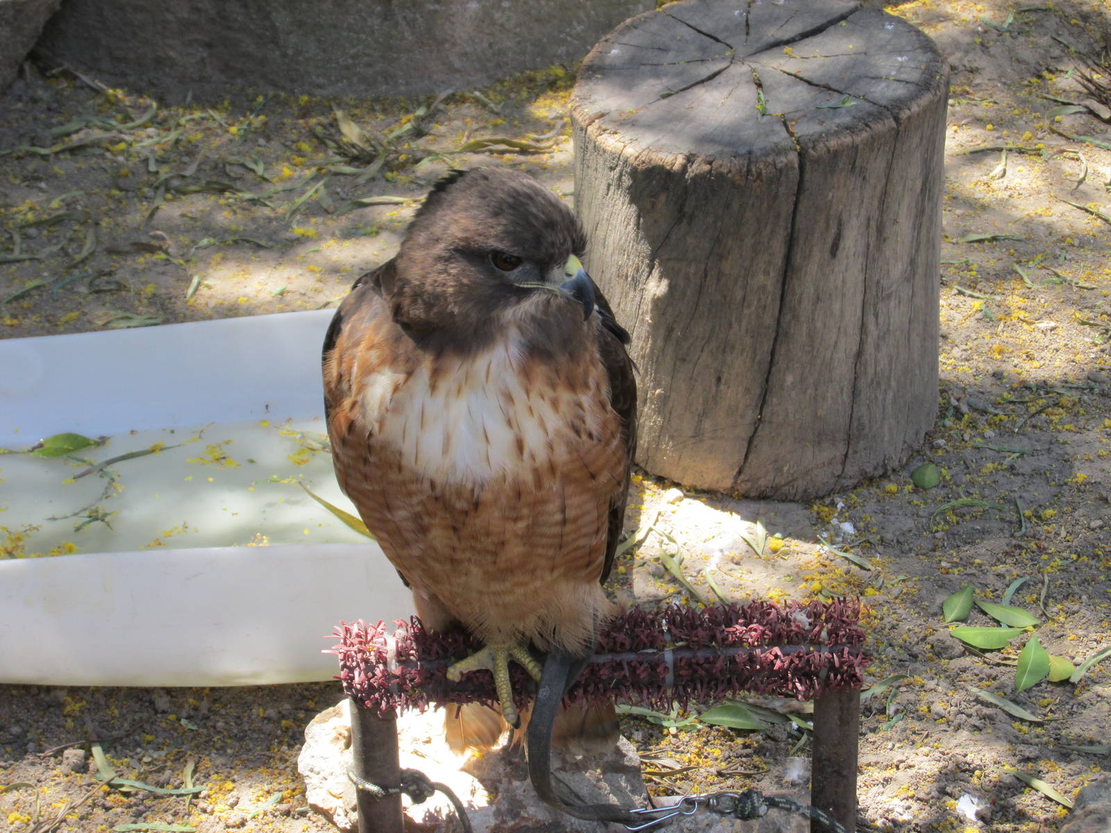 red tailed hawk san juan de aragon zoo