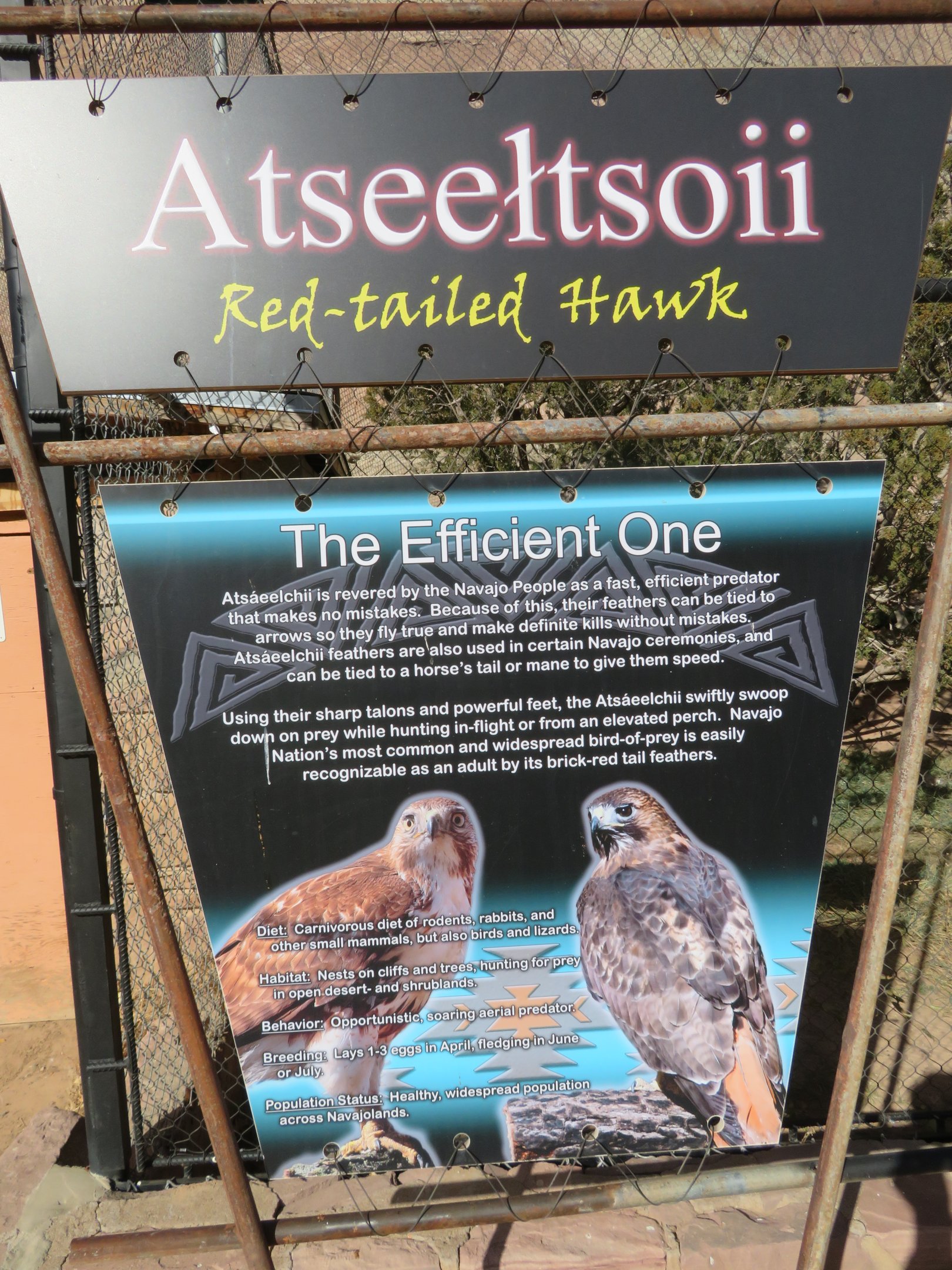 Red-tailed Hawk Signage