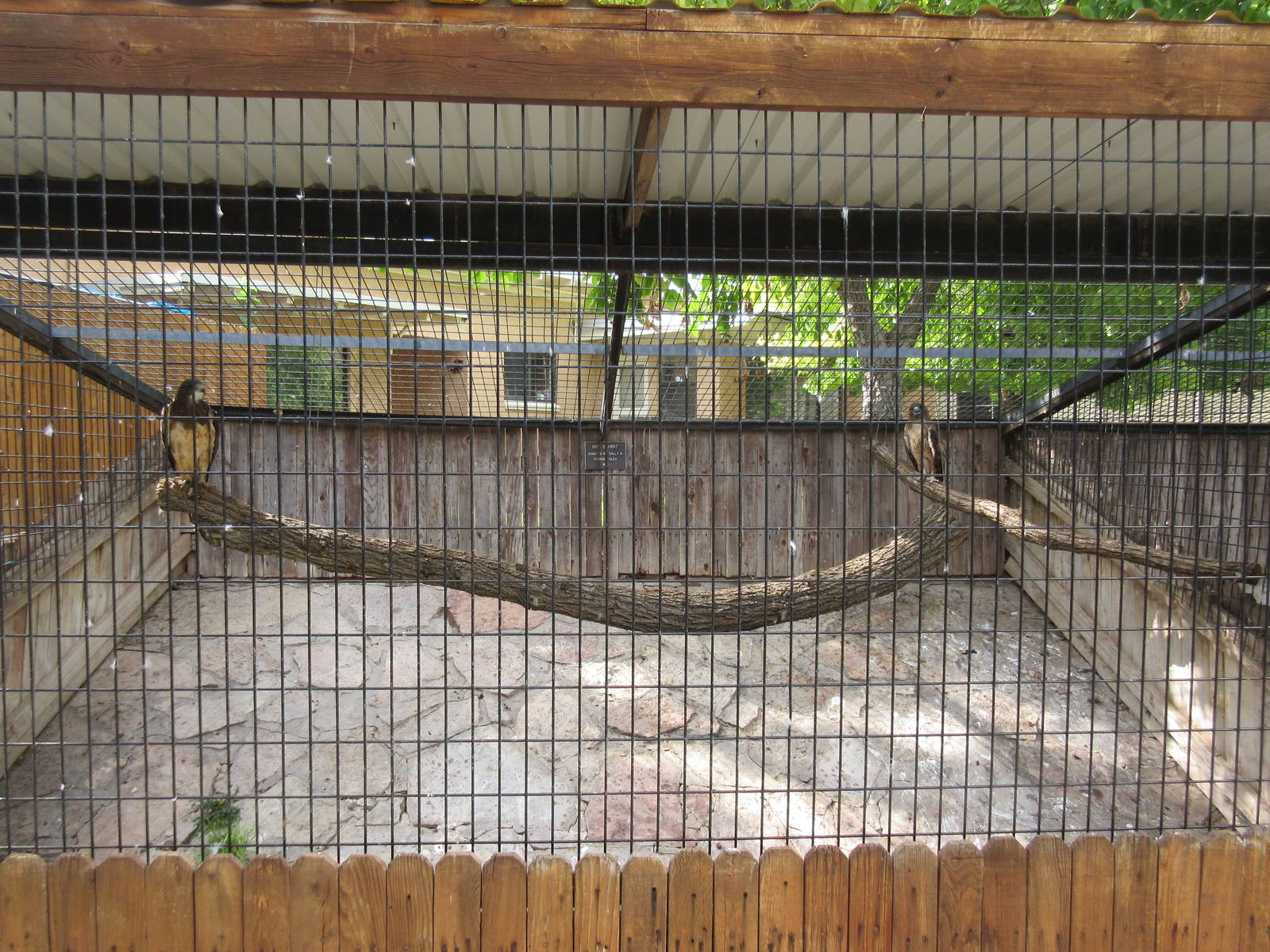 Red-Tailed Hawk/Swainson's Hawk Exhibit