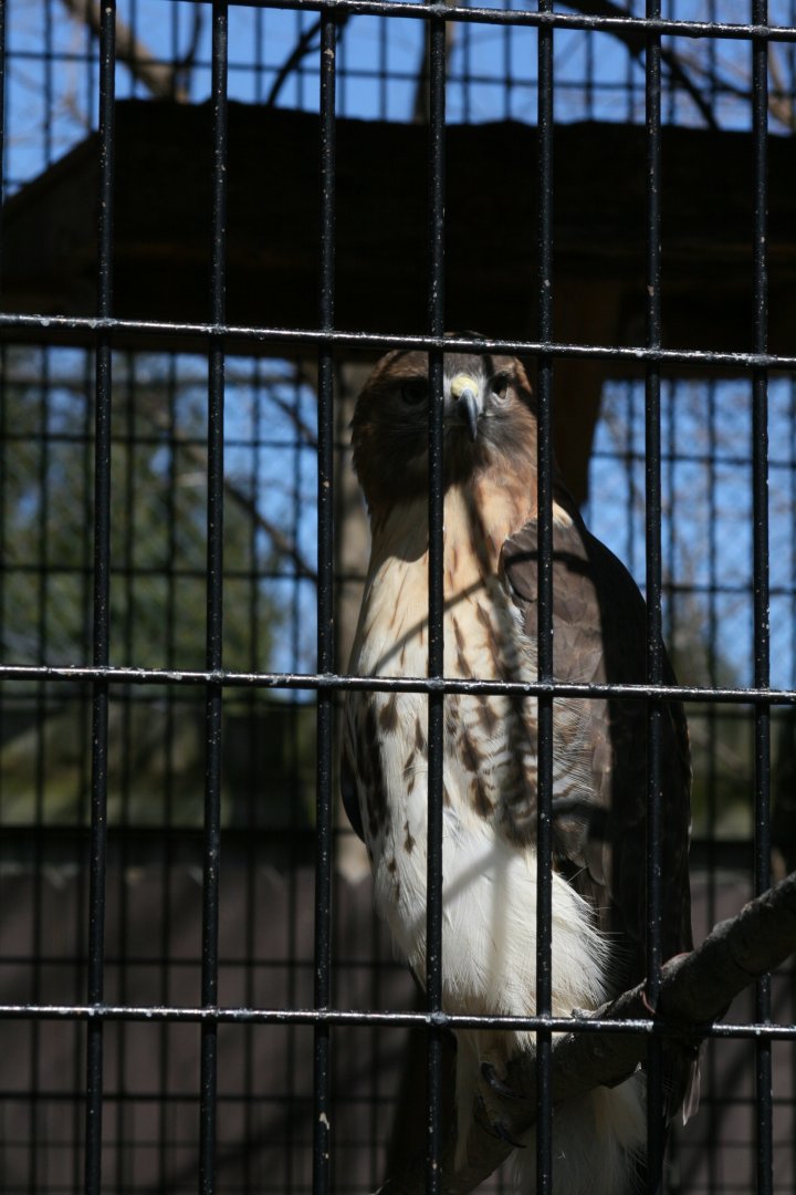 Red Tailed Hawk 'Tony'