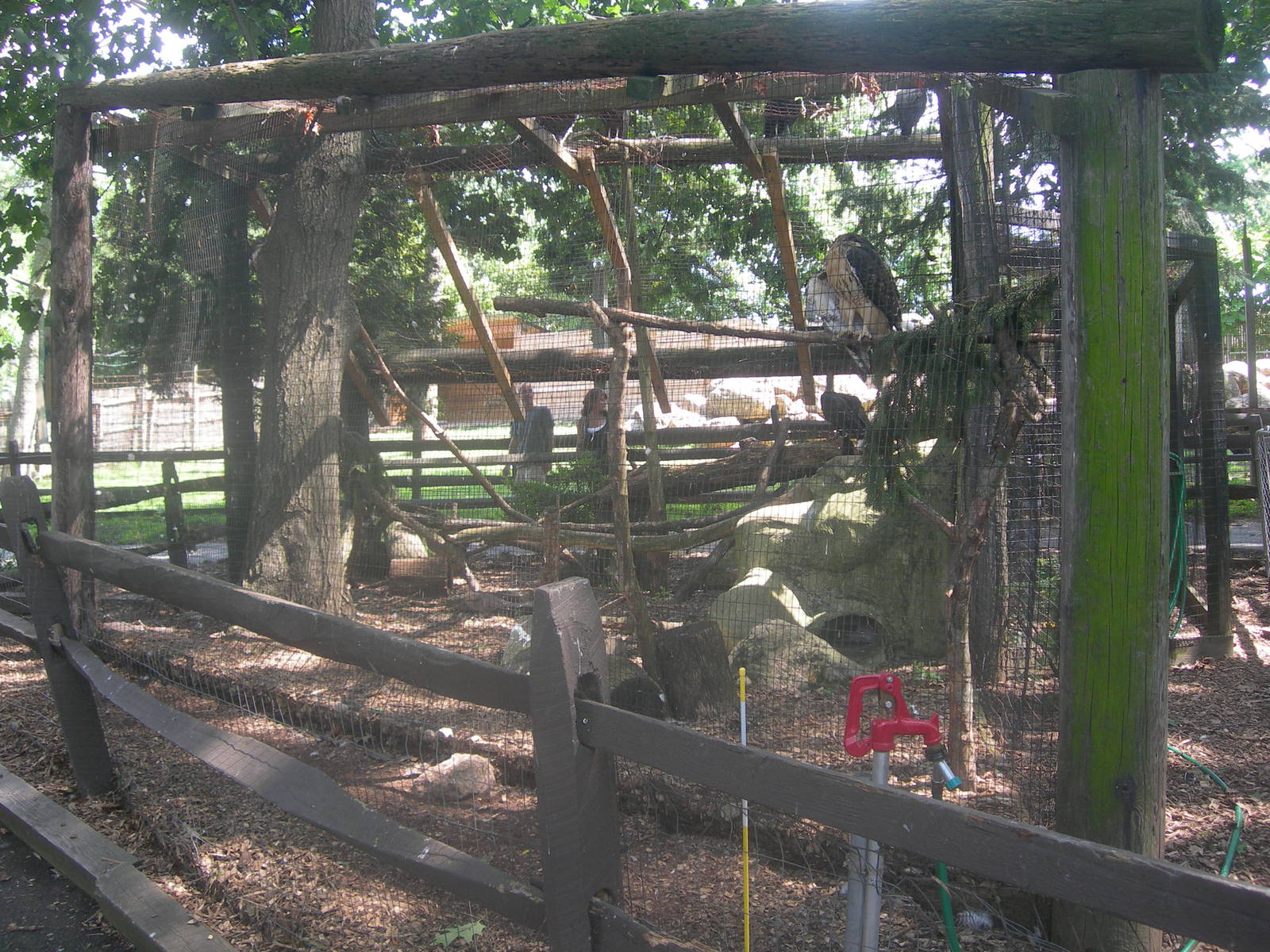Red-tailed Hawk/Turkey Vulture Exhibit
