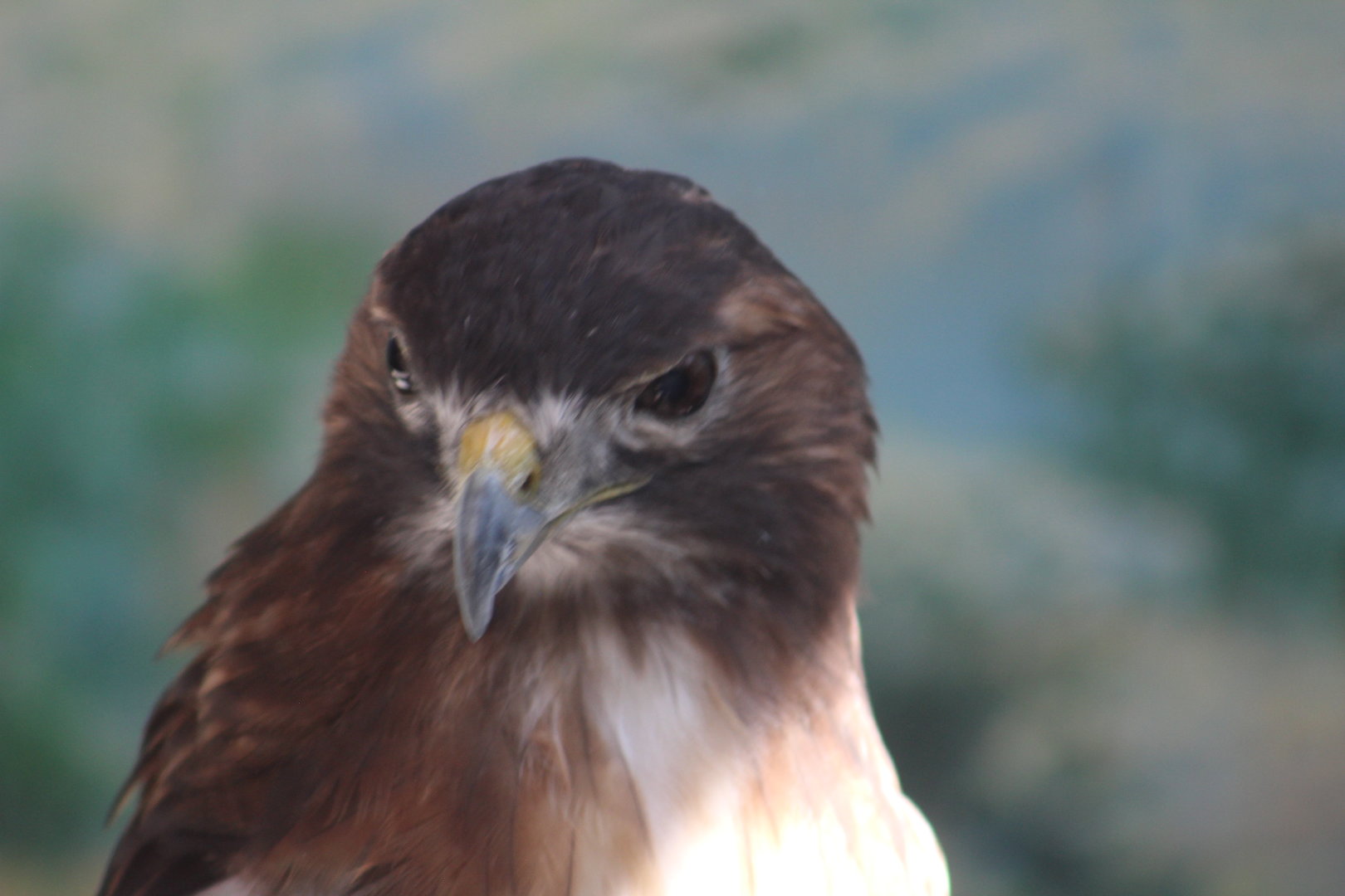 Red-tailed hawk - Wild Texas!