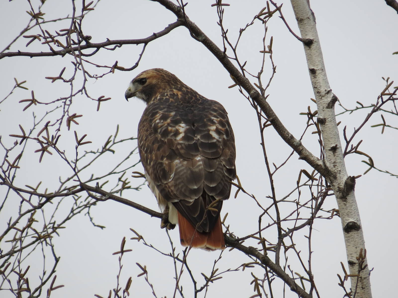 Red-tailed Hawk (wild)