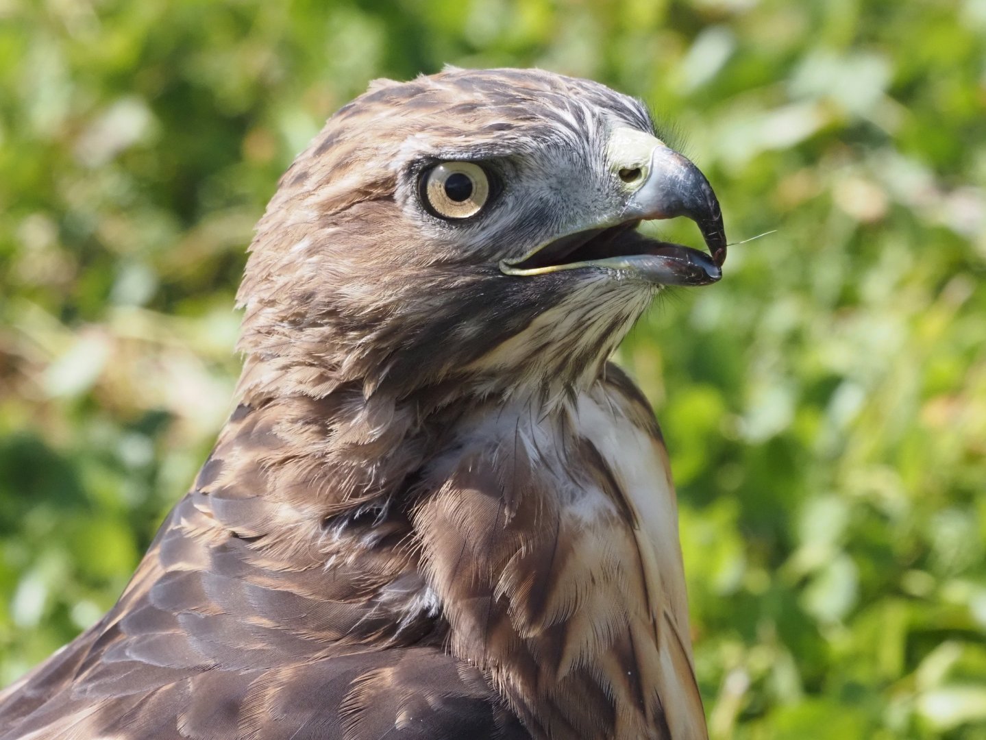 Red-Tailed Hawk (Wild)