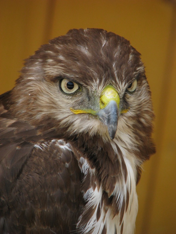 Red-tailed hawk @ Zoo Jihlava