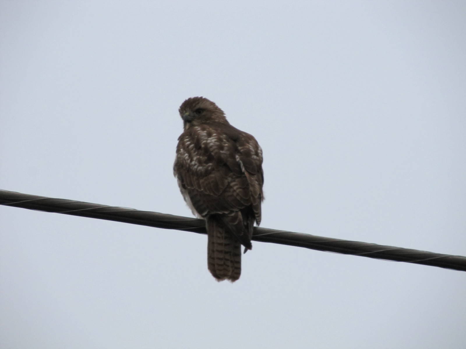Red-tailed Hawk