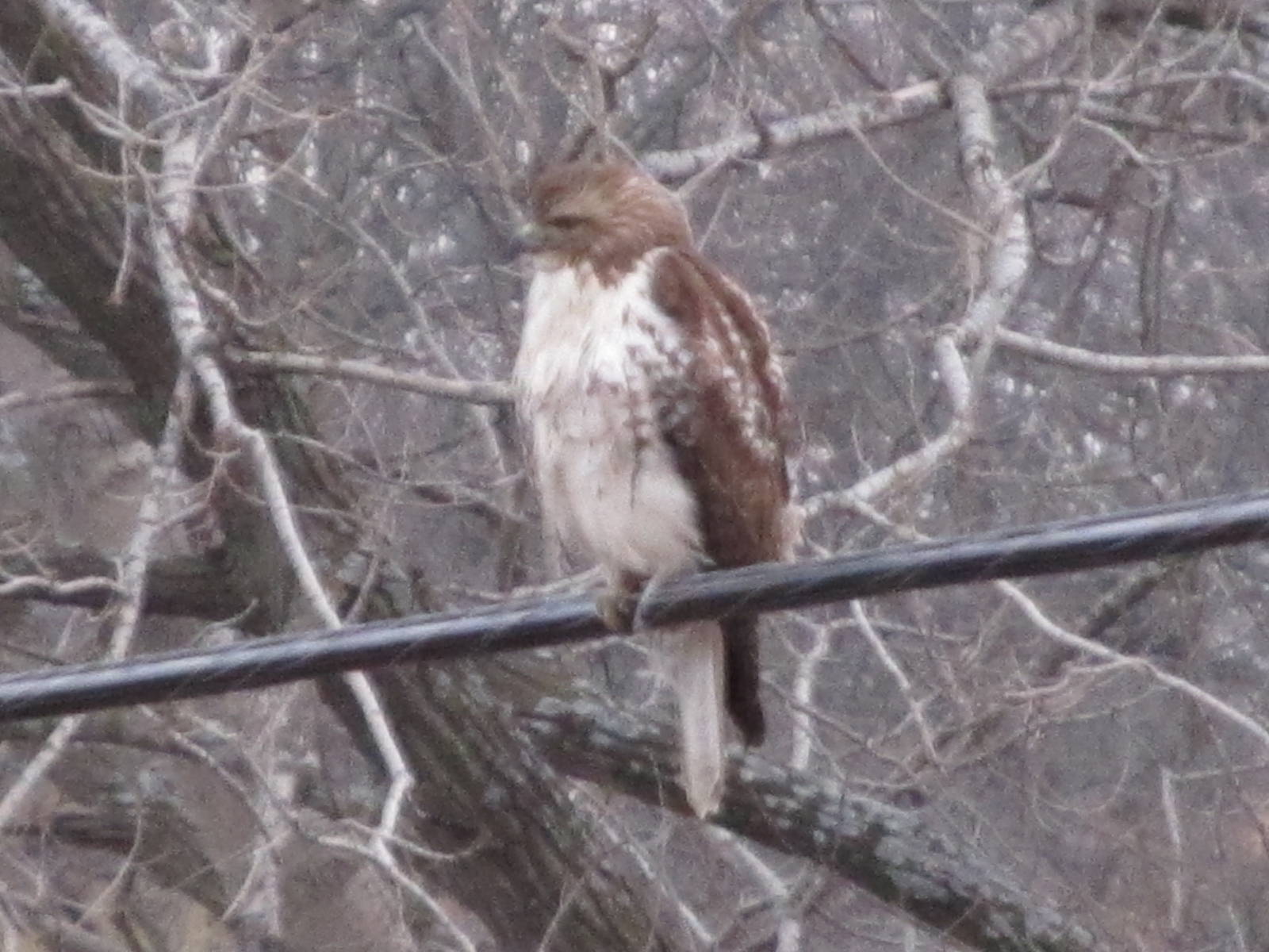 Red-tailed Hawk