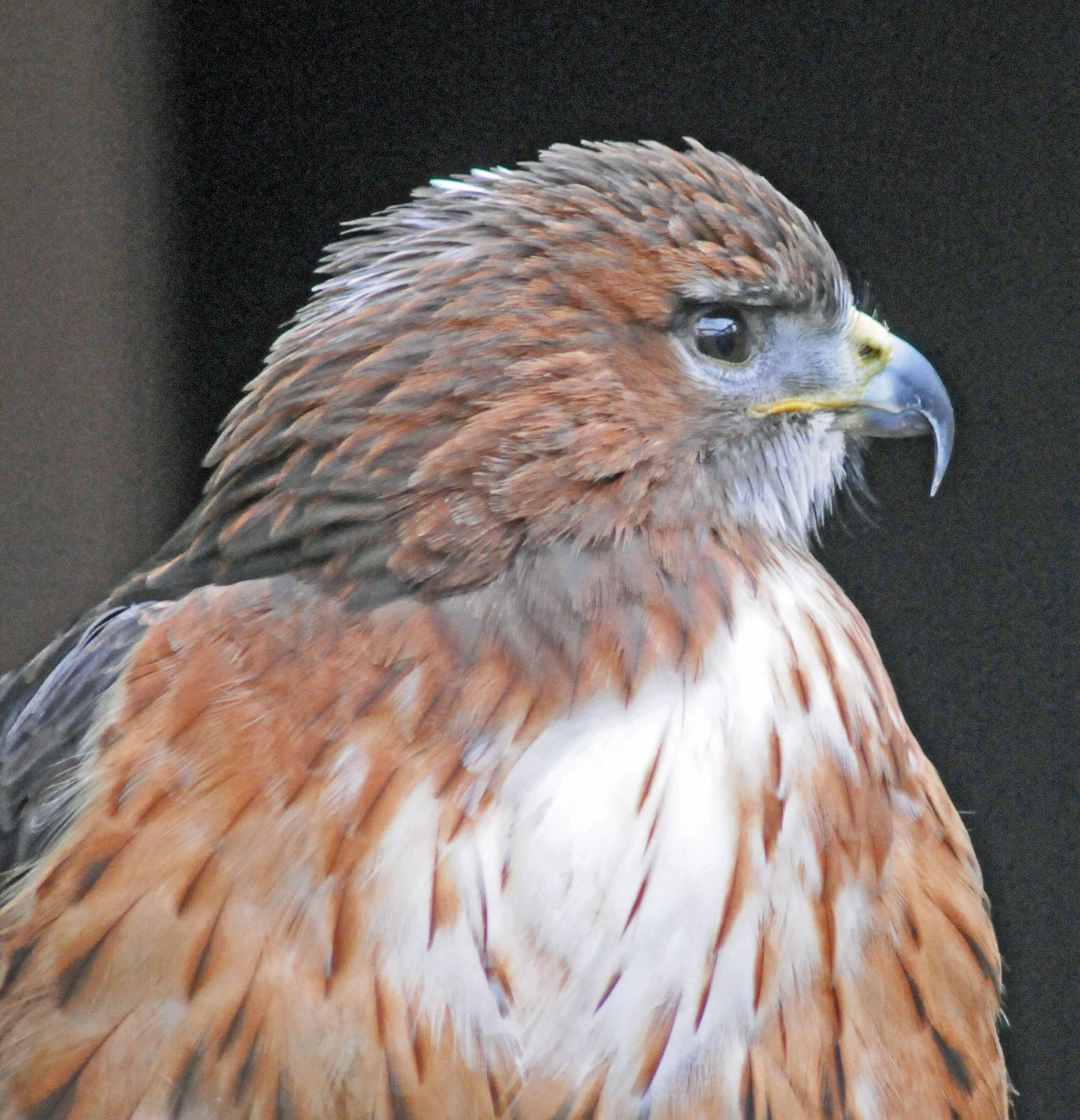 RED TAILED HAWK
