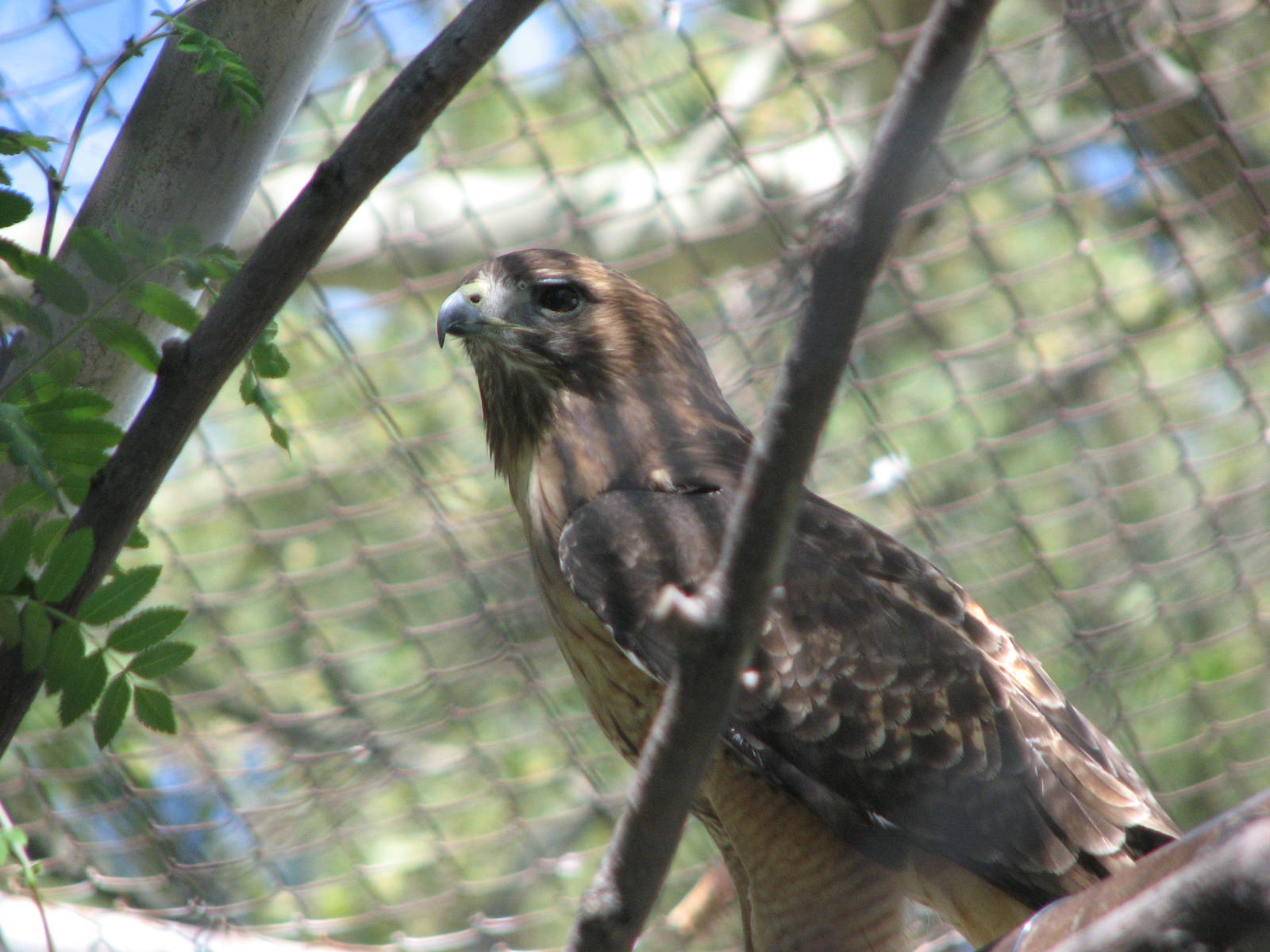 Red-tailed Hawk