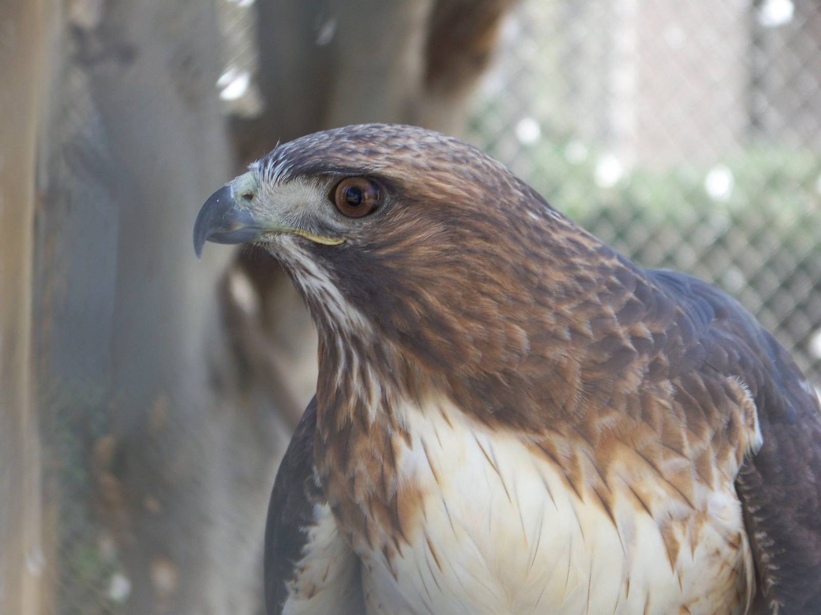 Red Tailed Hawk