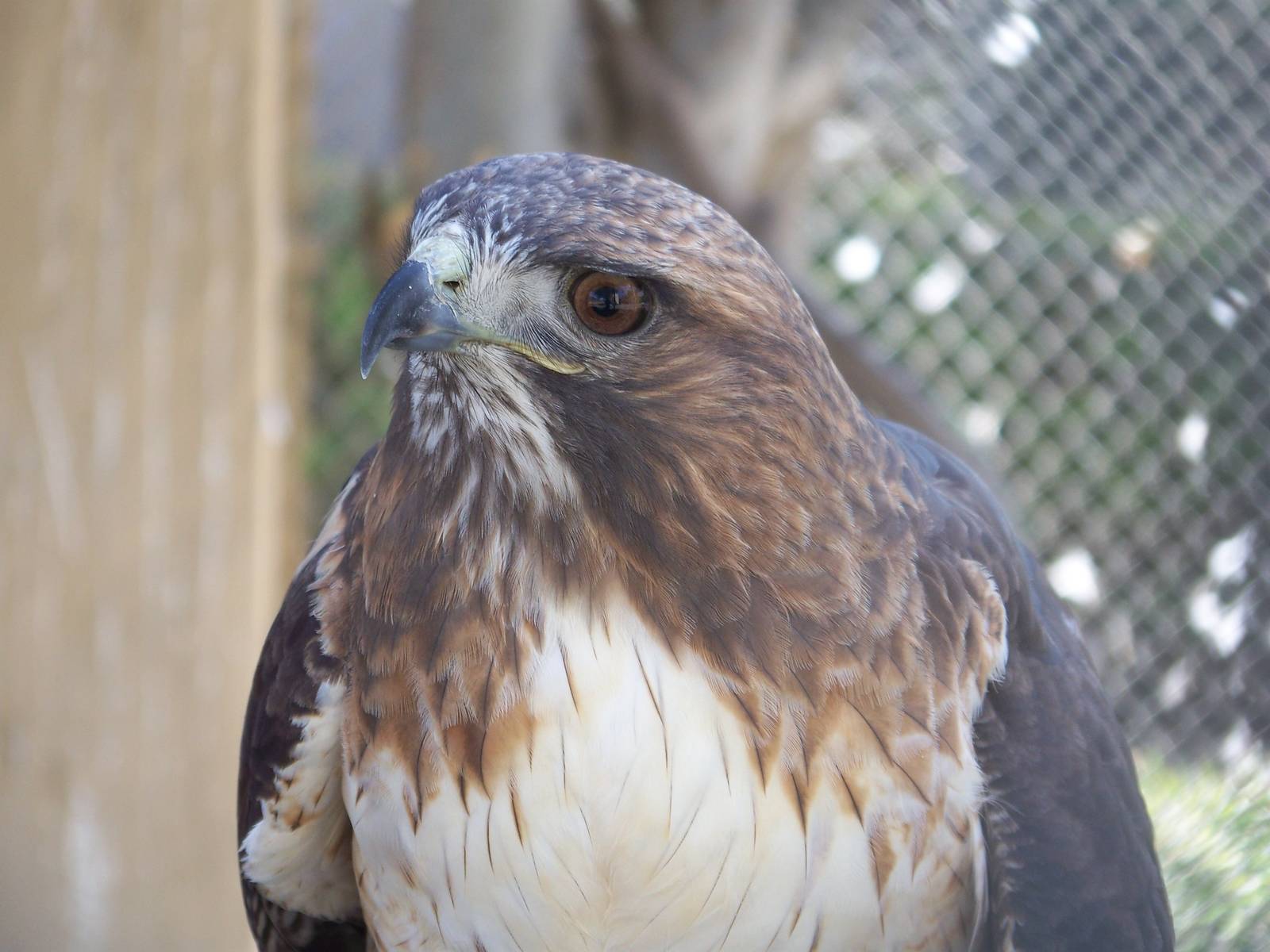 Red Tailed Hawk