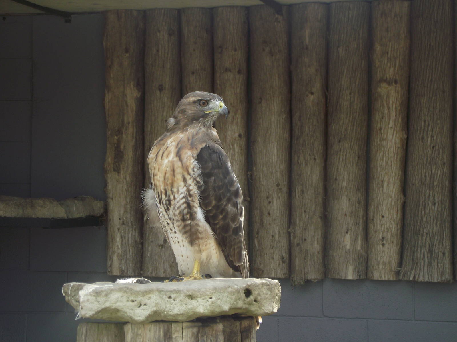 Red Tailed Hawk