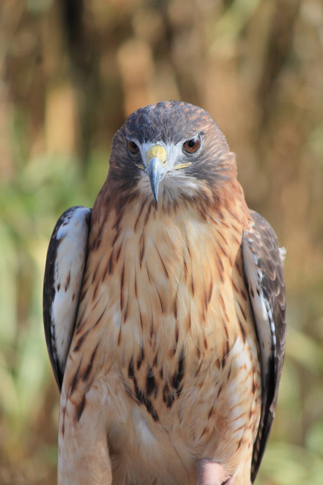 Red-Tailed Hawk