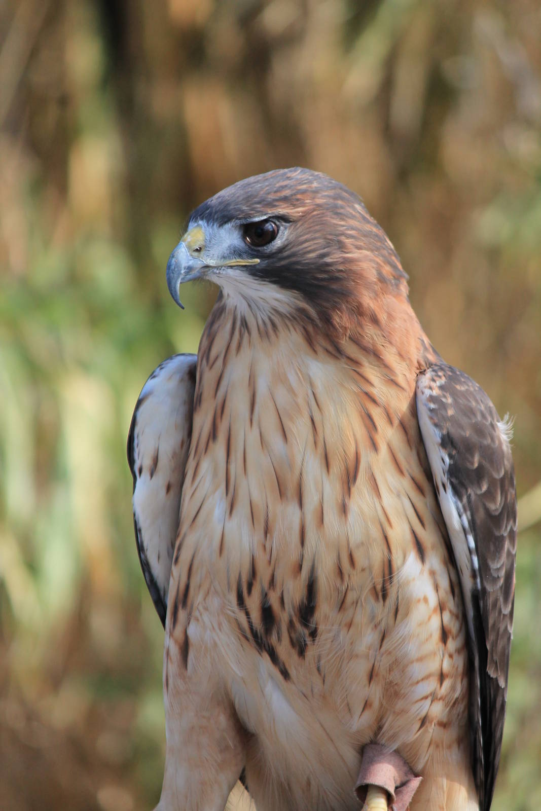 Red-Tailed Hawk