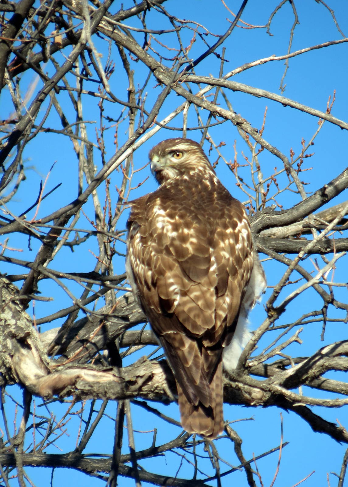 Red-tailed Hawk