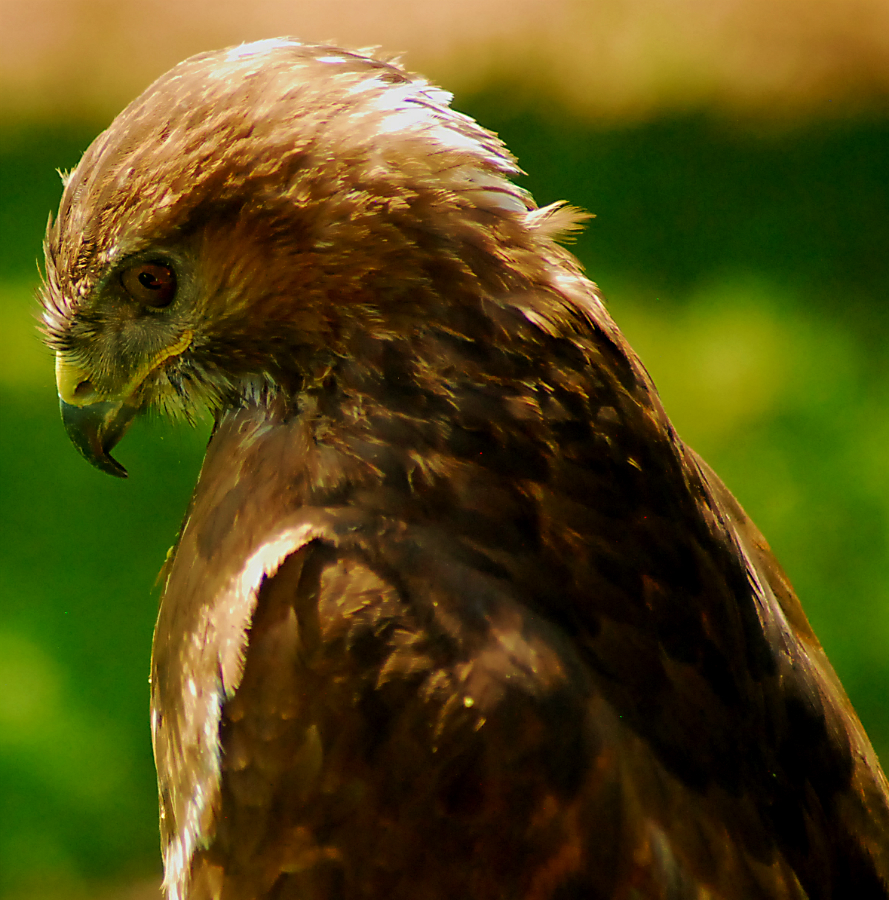 red tailed hawk