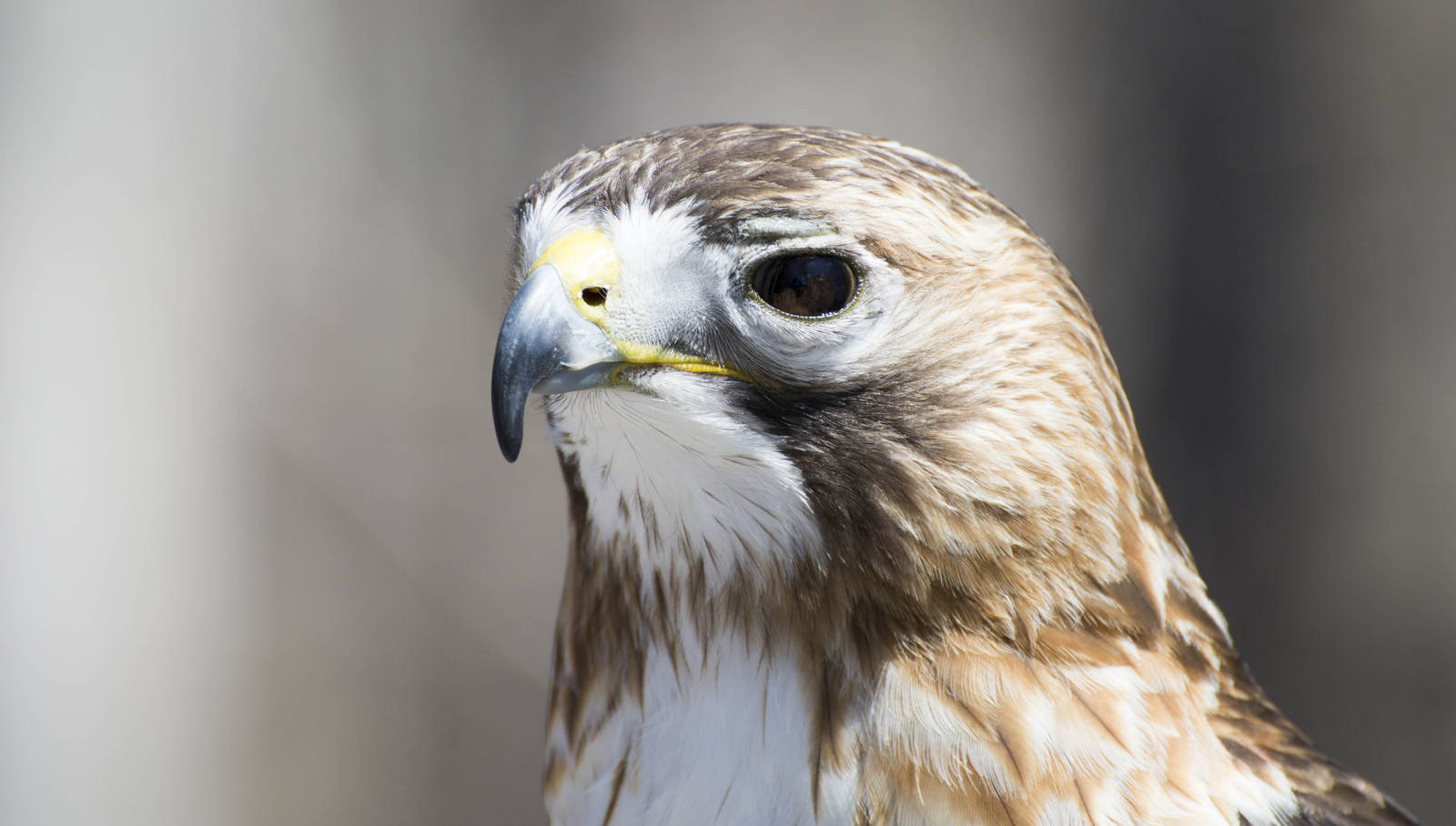 Red-Tailed Hawk