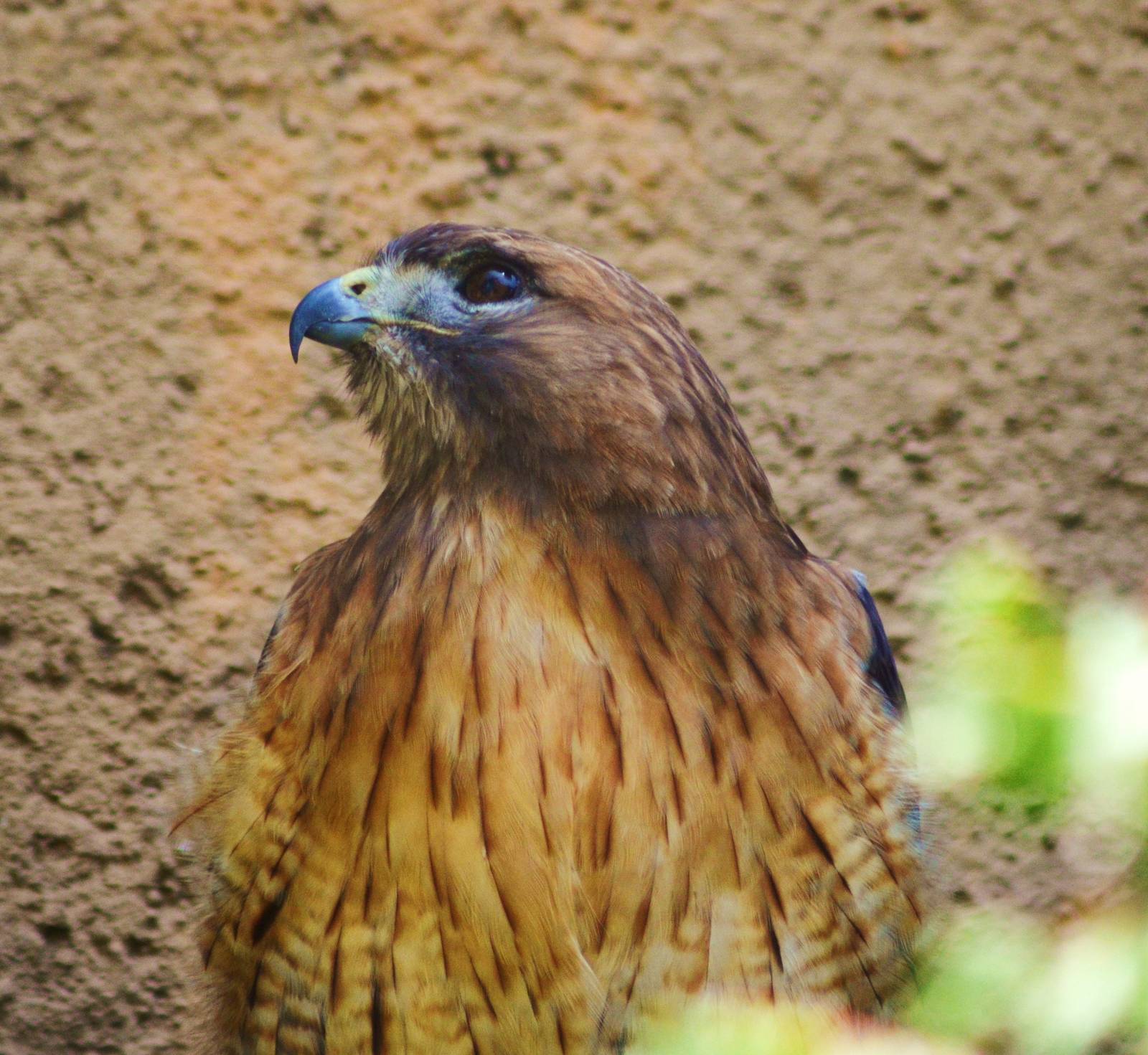 Red-tailed Hawk