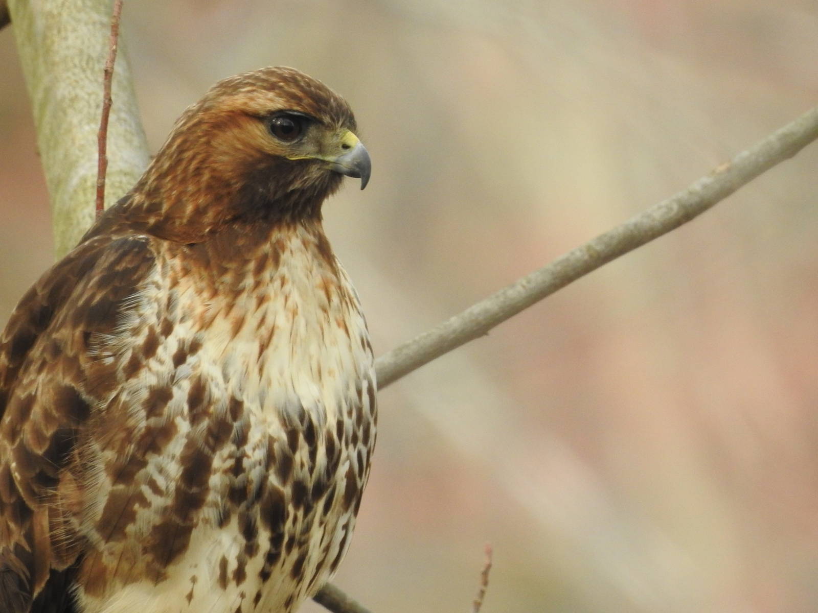 Red tailed hawk?