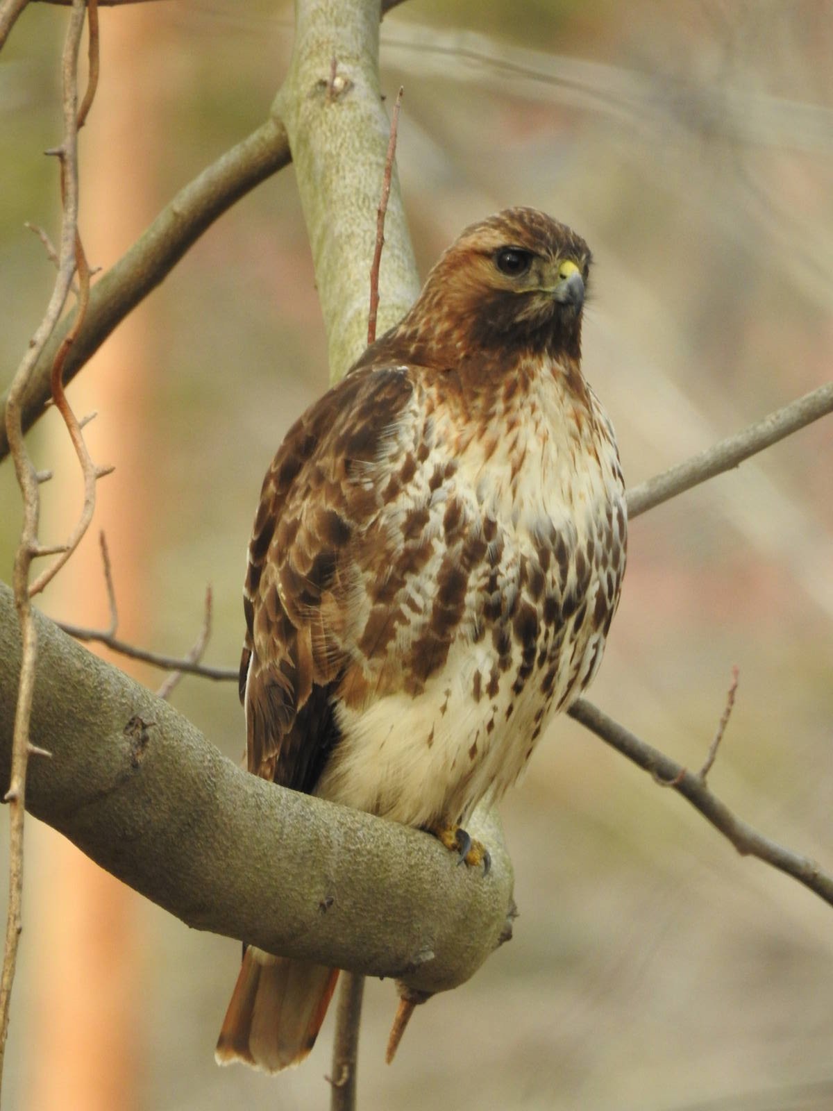 Red tailed hawk?