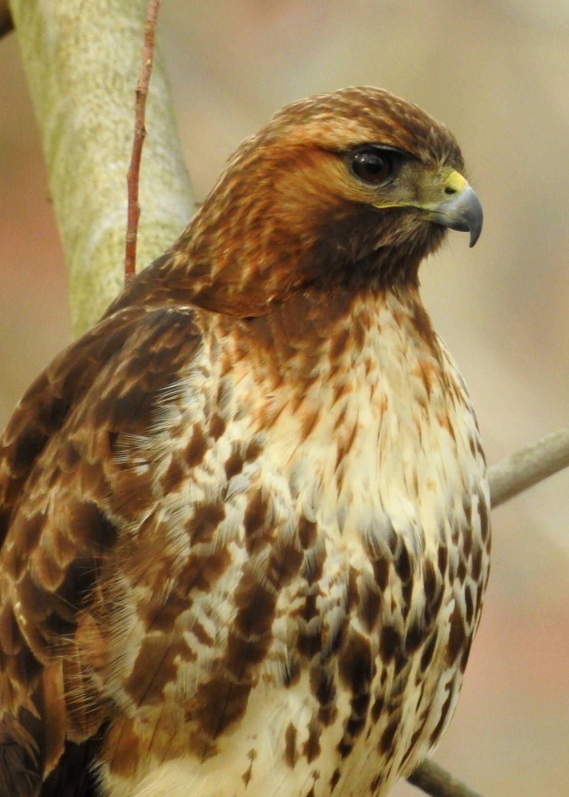 Red-tailed Hawk