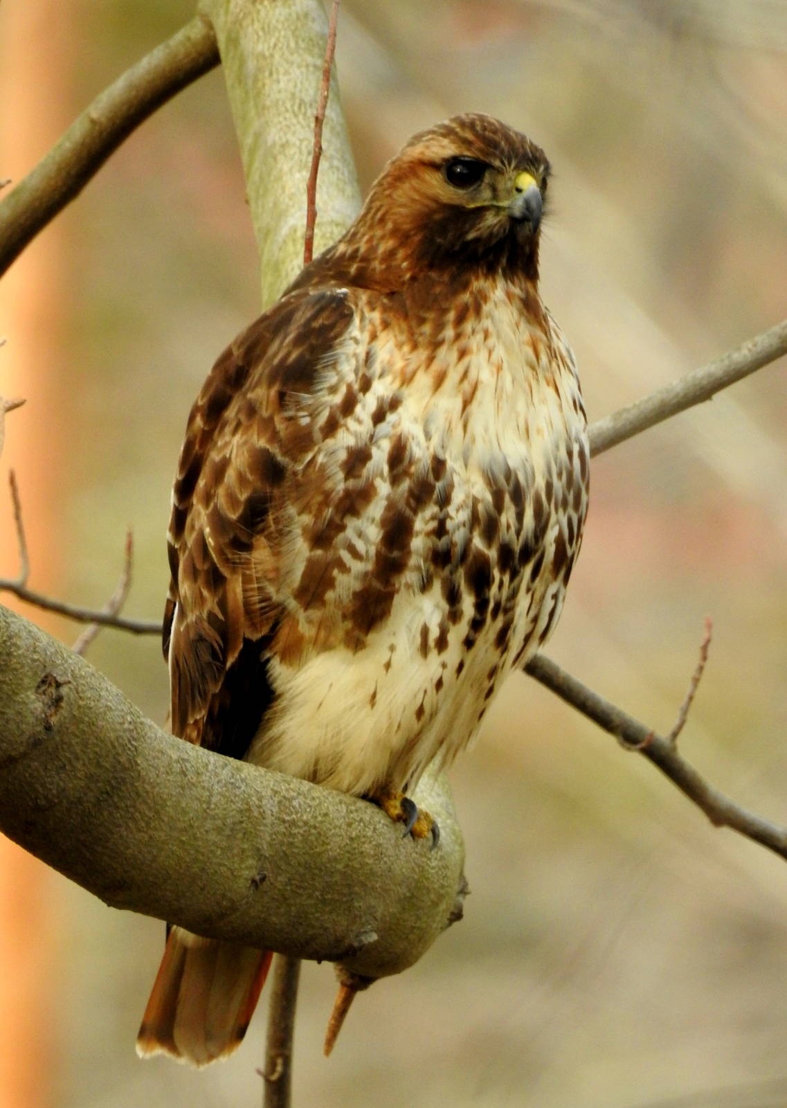 Red-tailed Hawk