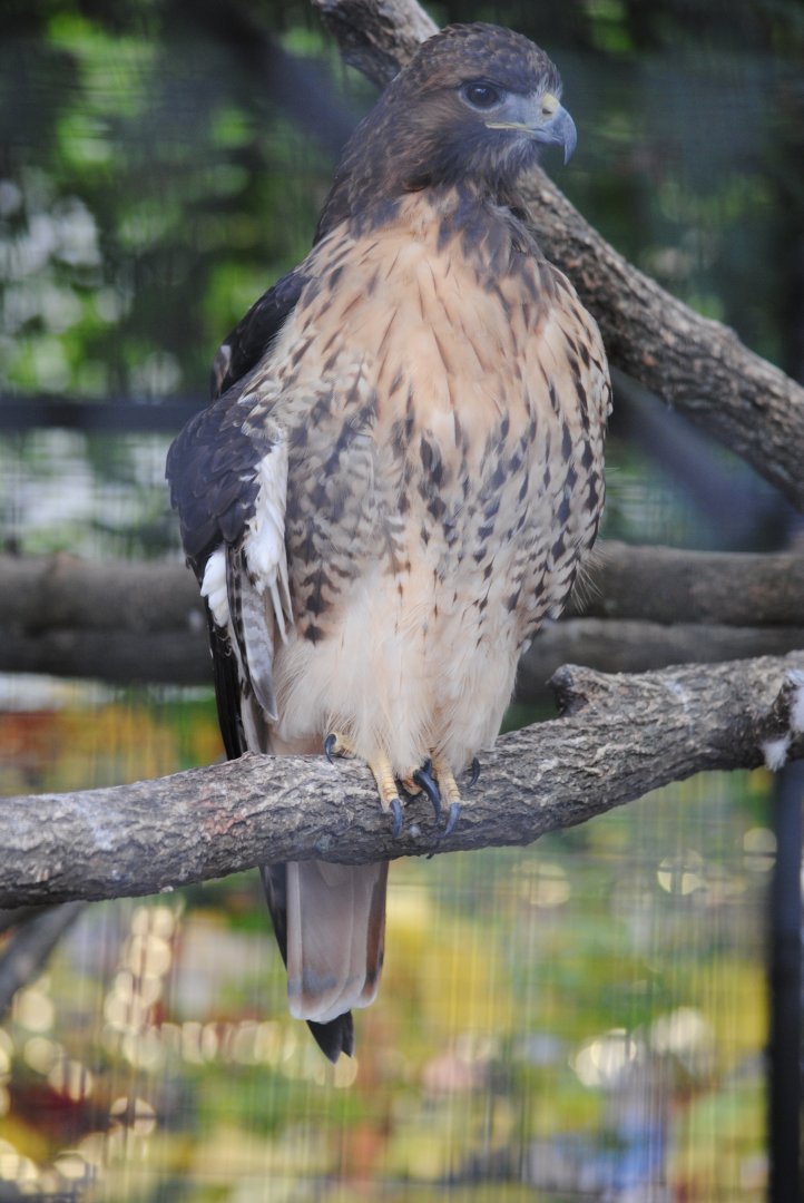 Red-tailed Hawk