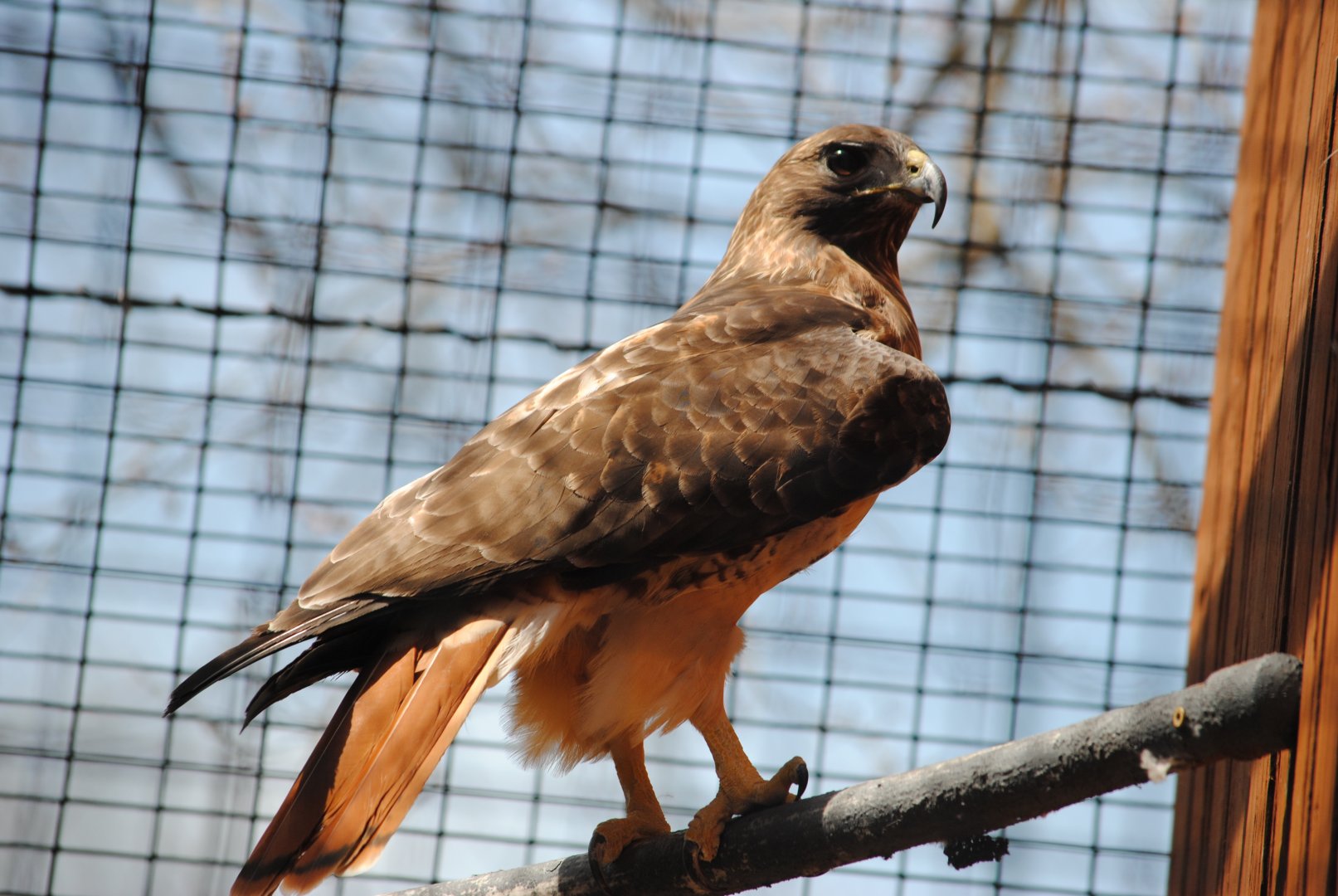 Red-tailed Hawk