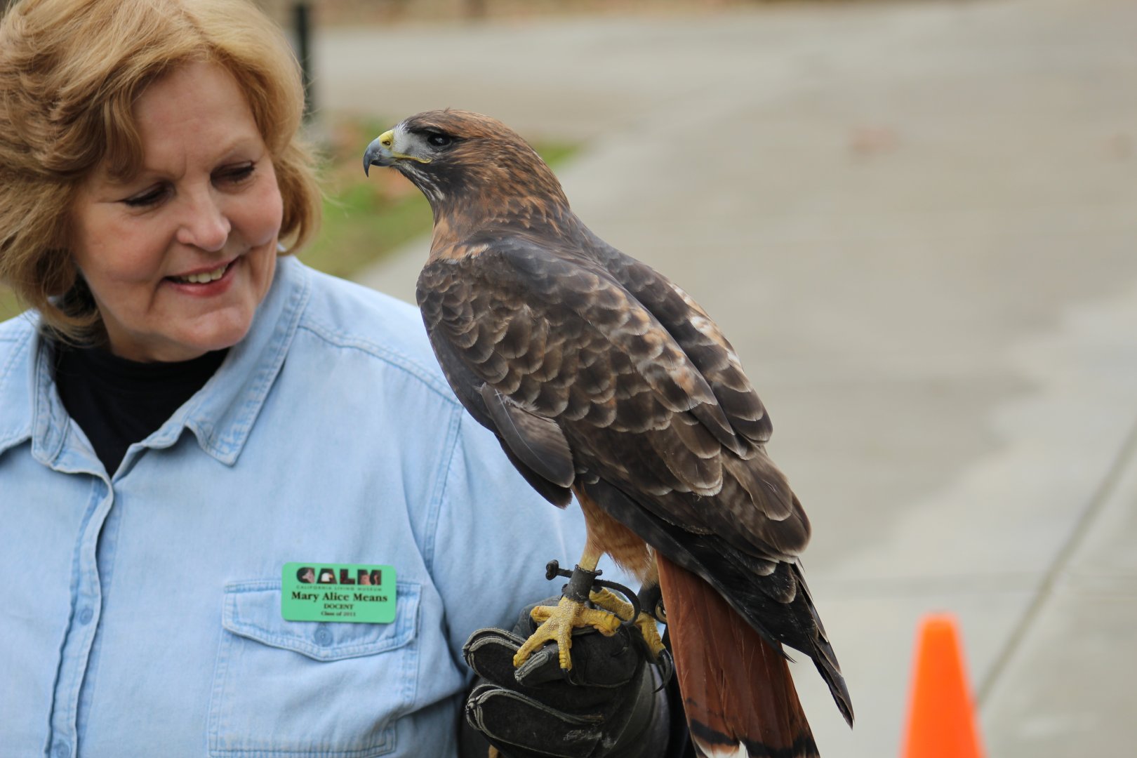 Red-Tailed Hawk