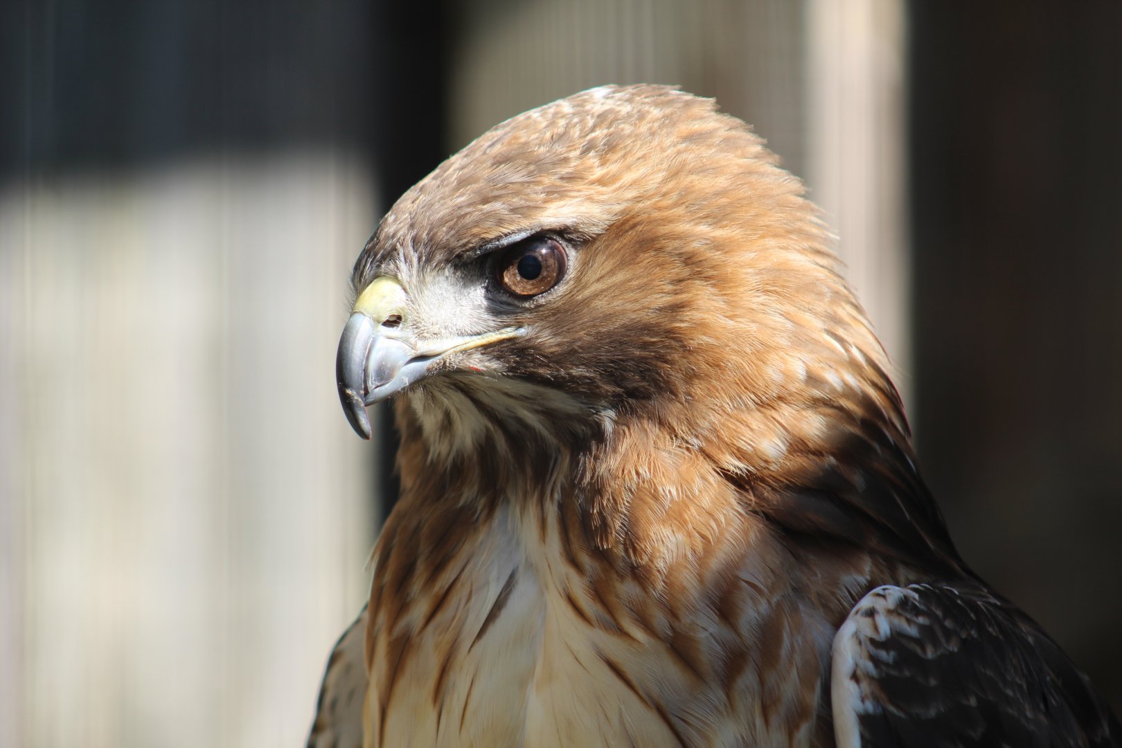 Red-Tailed Hawk