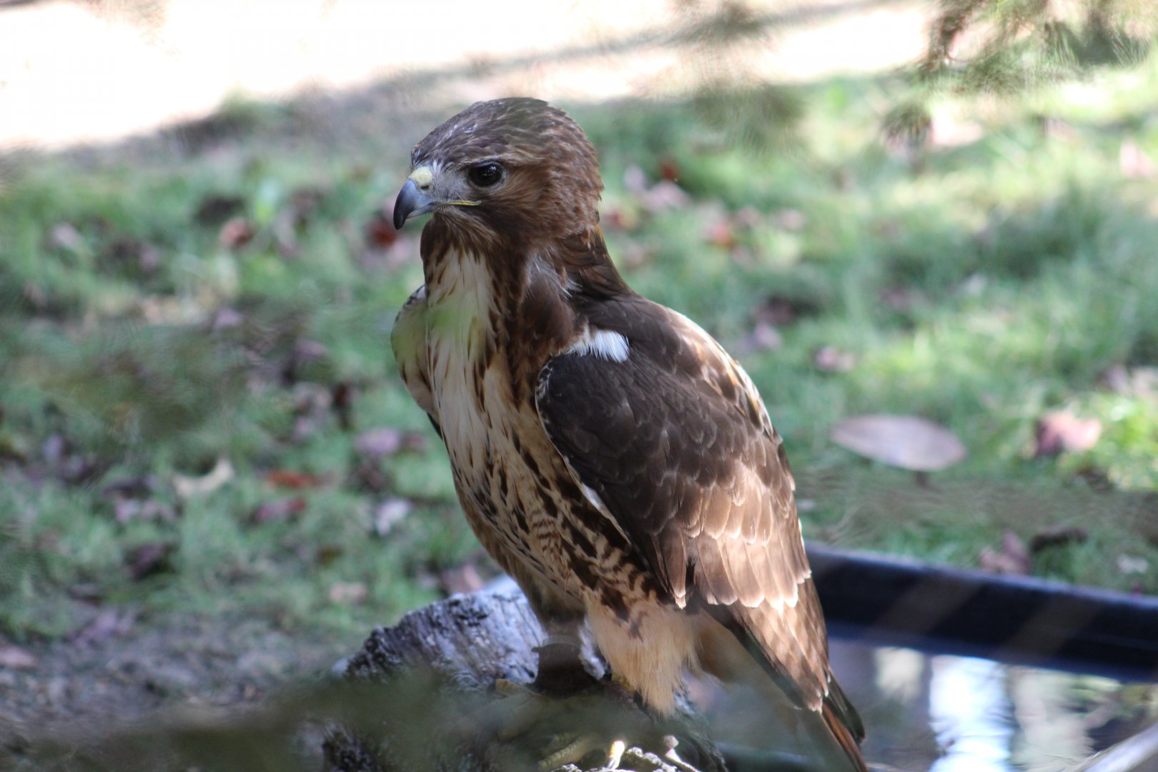 Red-Tailed Hawk