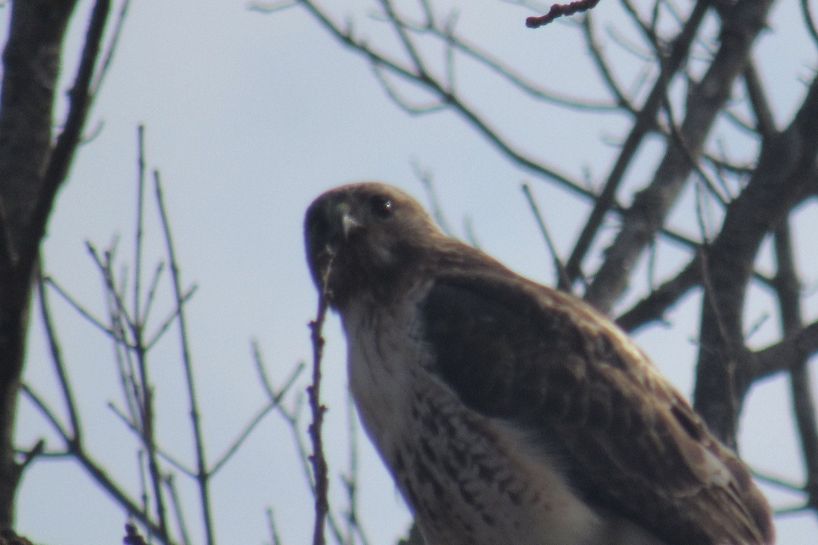 red tailed hawk