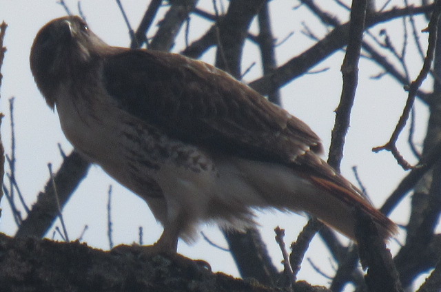red tailed hawk