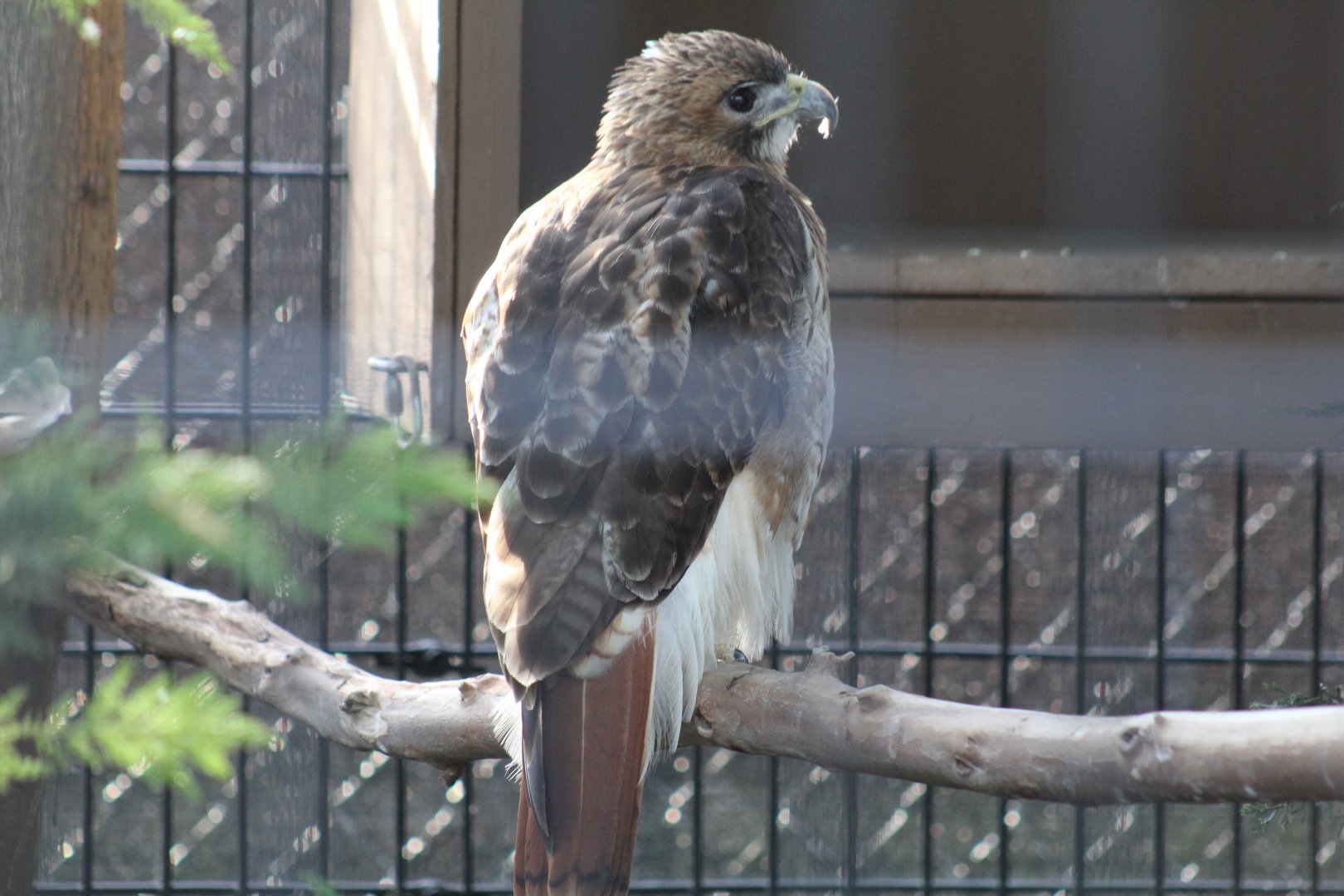 Red-Tailed Hawk