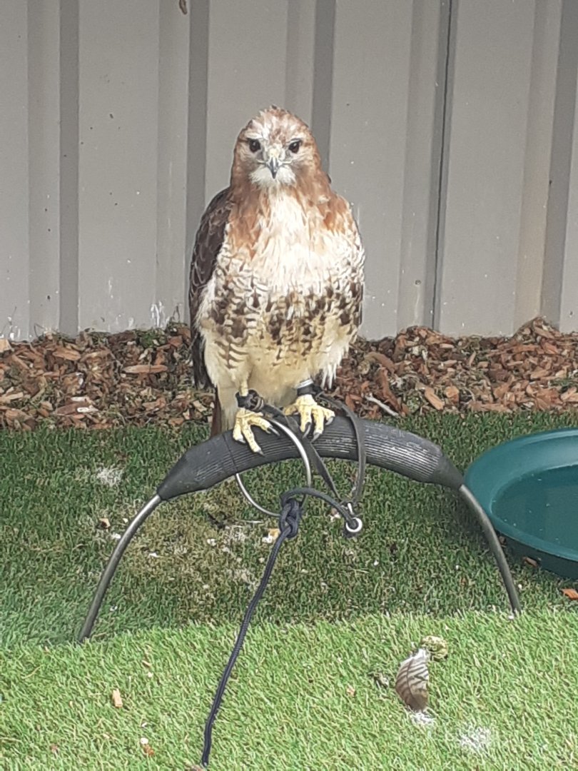 Red tailed hawk