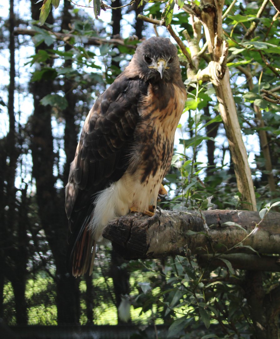Red-tailed hawk