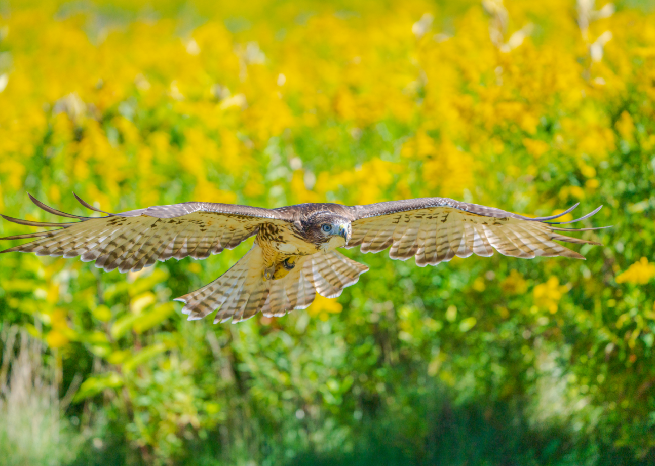 Red-tailed Hawk