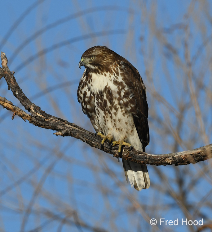red tailed hawk